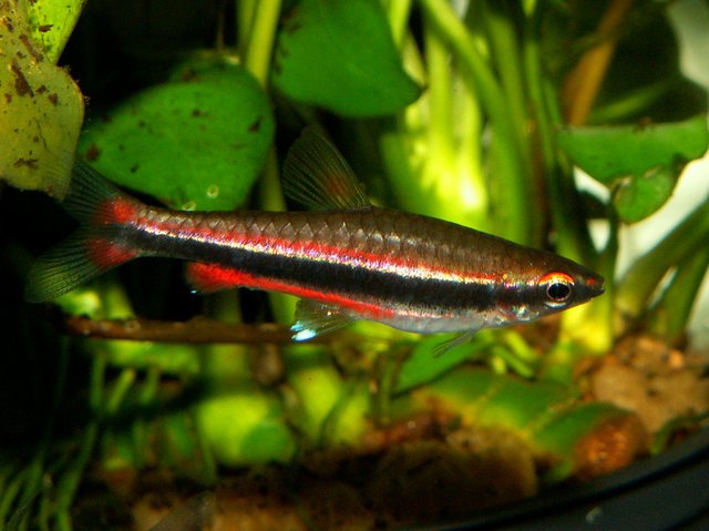 Nannobrycon unifasciatus   Potloodvis M